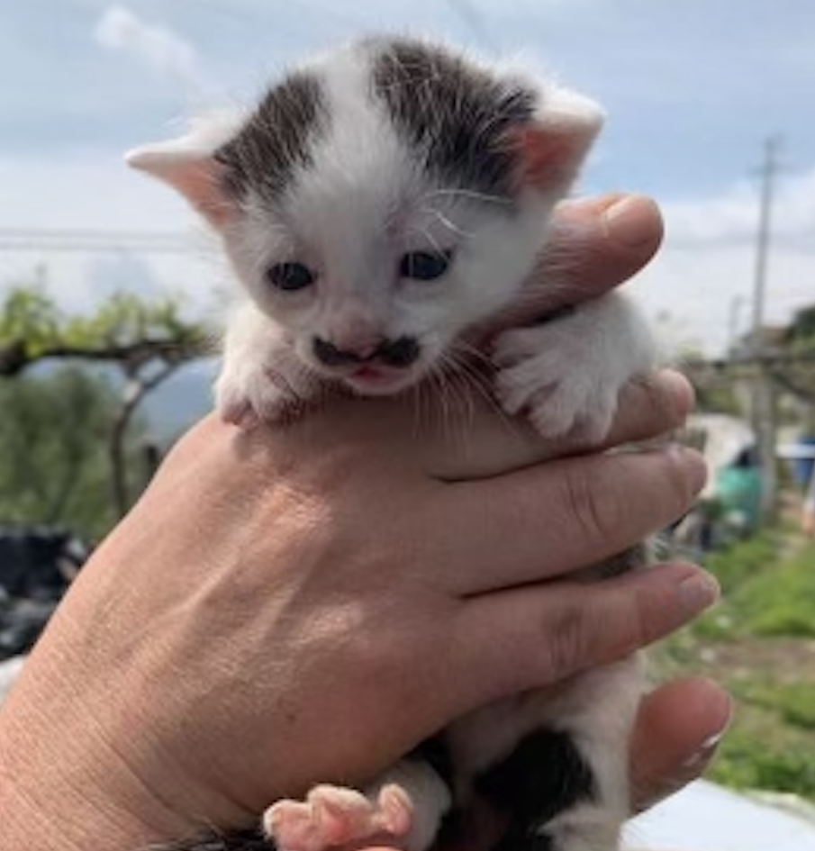 charlot baby with moustache